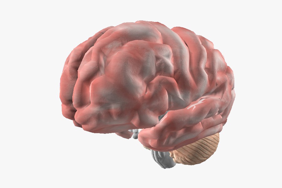 Human brain