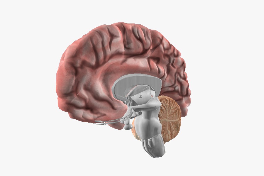 Right hemisphere