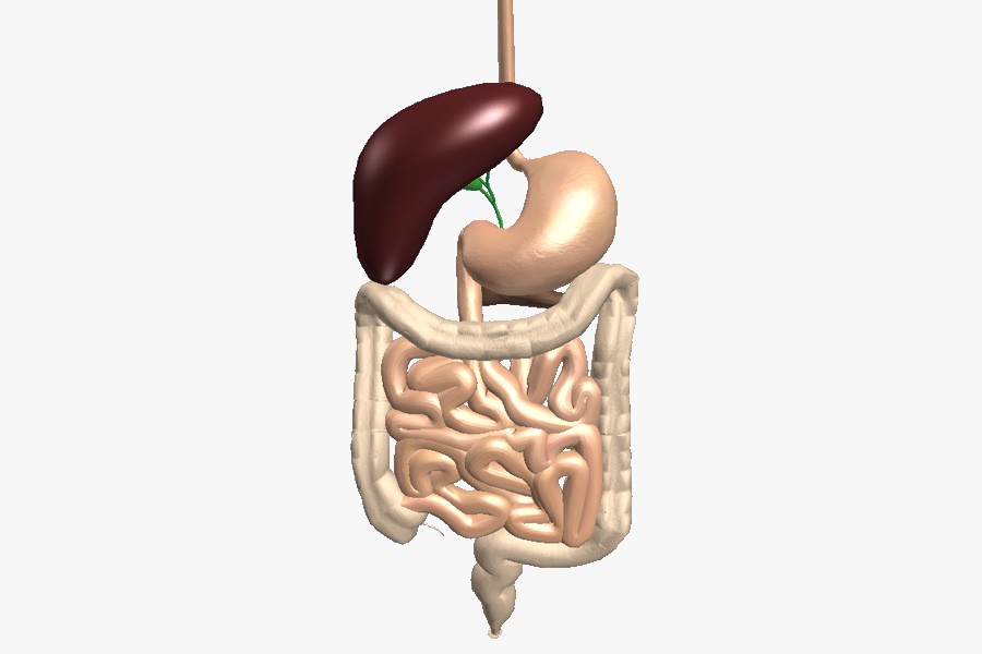 Human digestive system