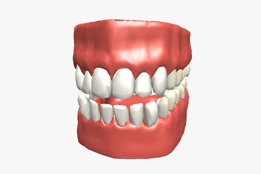 Different types of teeth