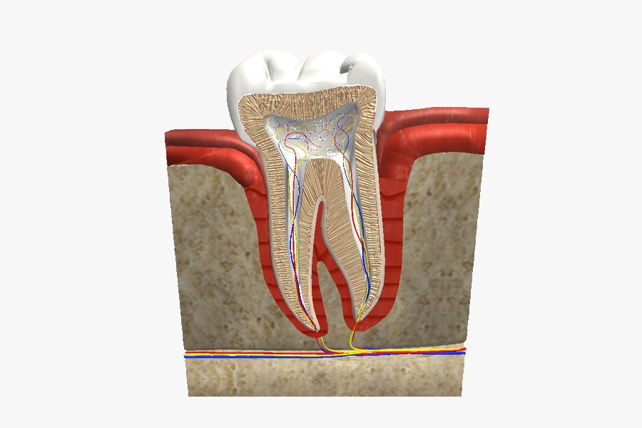 Longitudinal section of a tooth
