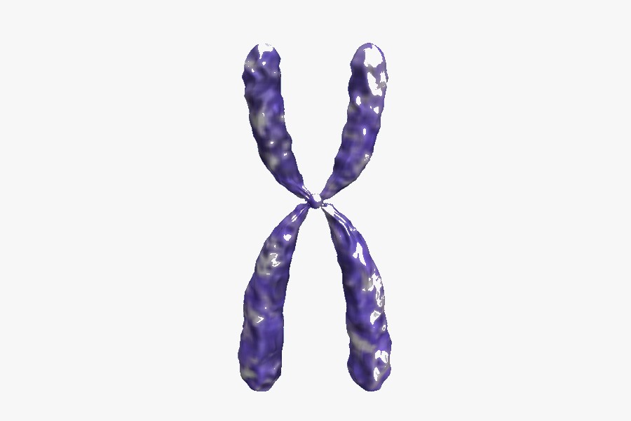 Chromosome