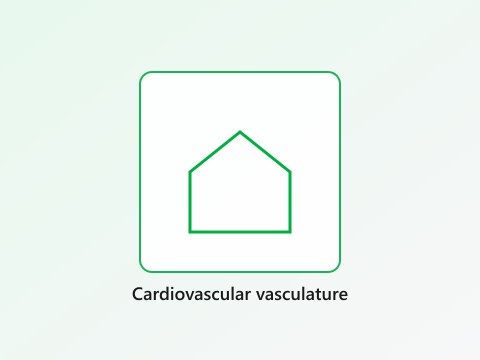 Cardiovascular vasculature