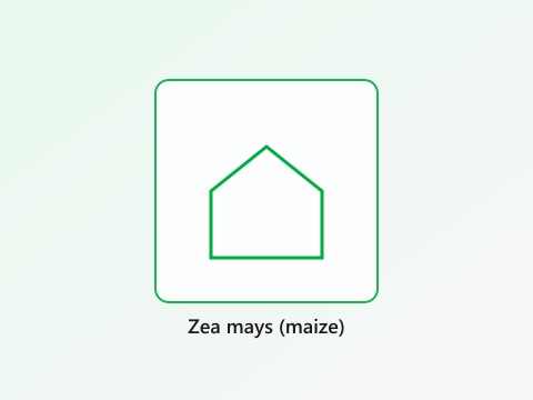 Zea mays (maize)