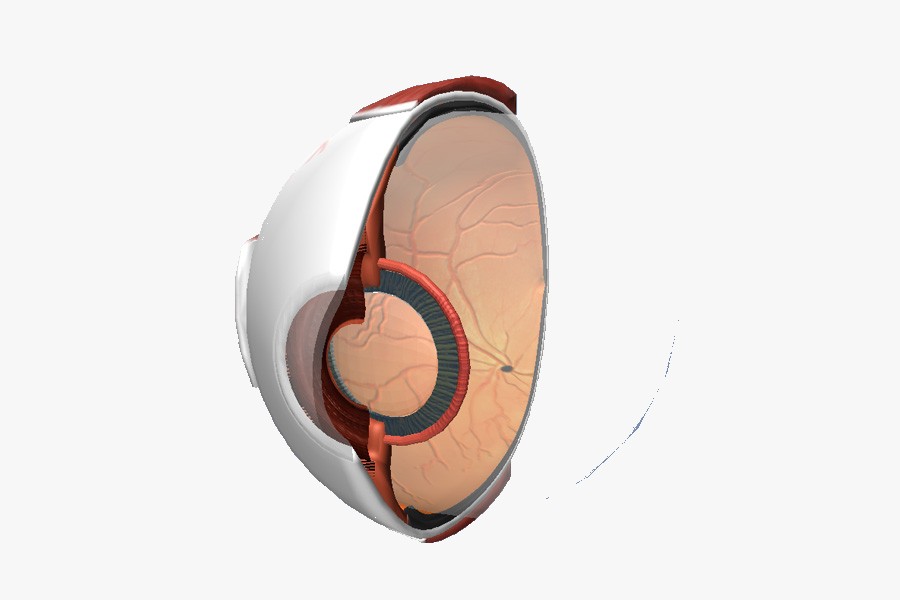 Human eye