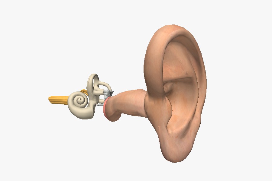 Human ear
